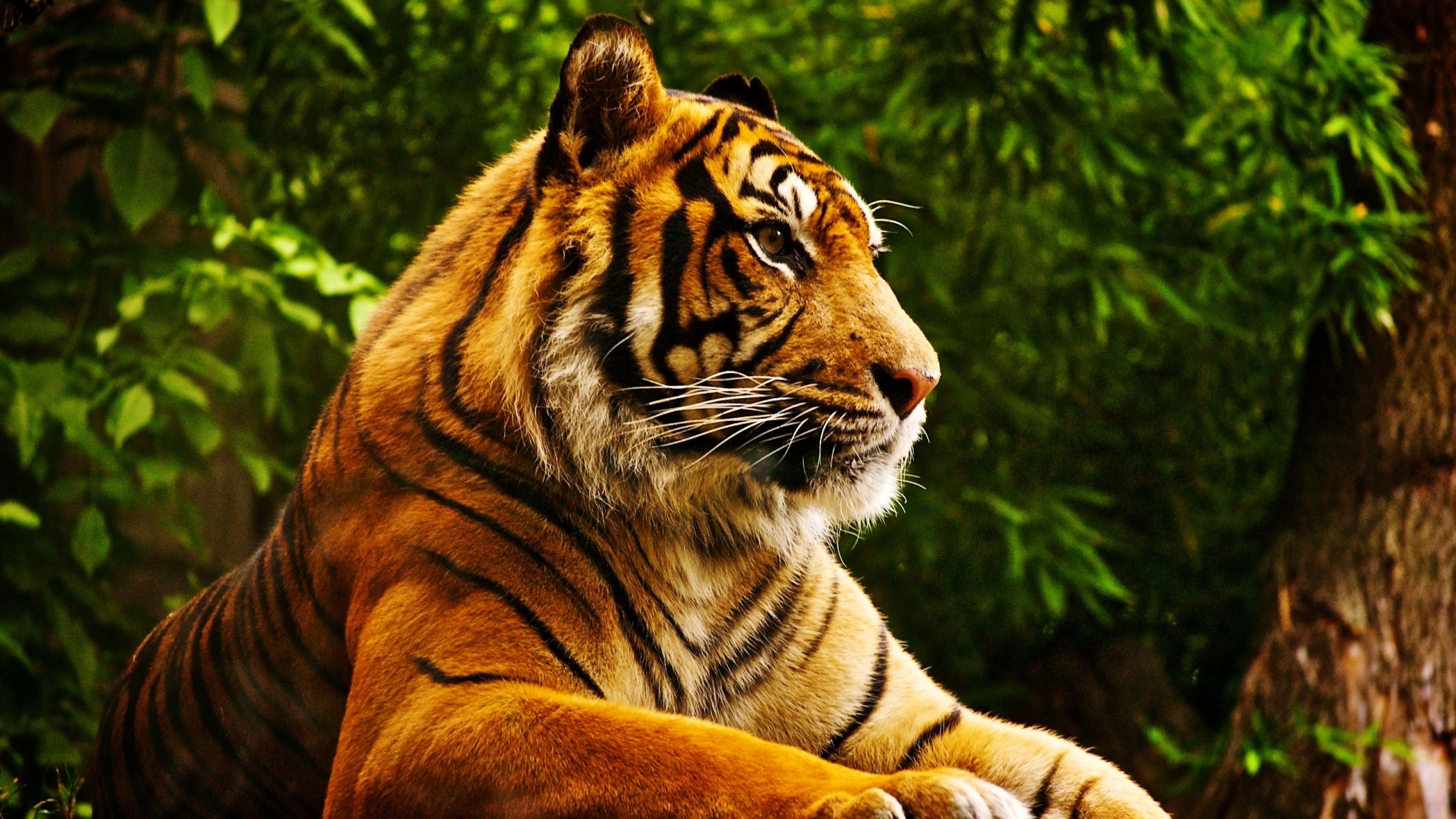 Tiger resting Ultra HD wallpaper UHD WallpapersNet 3840x2160