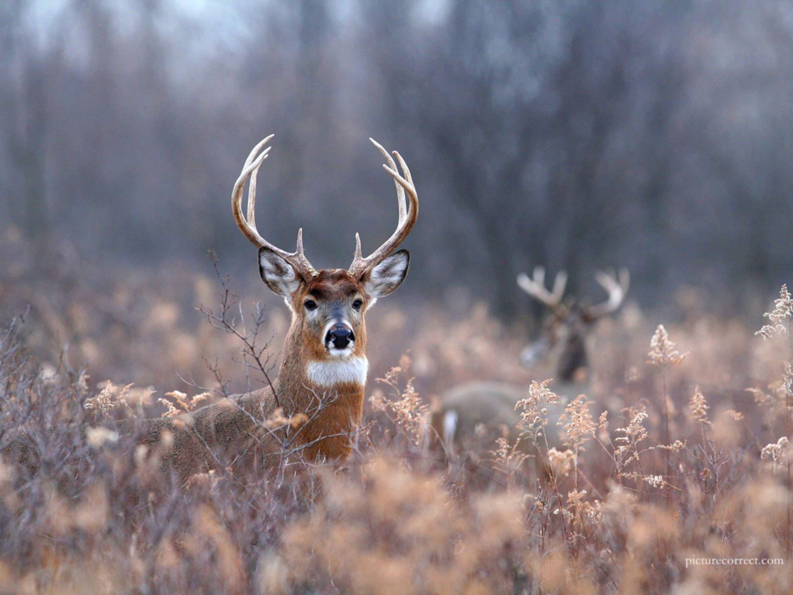 Whitetail Deer Background For Your