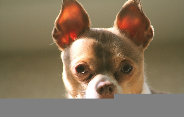 Wallpaper Chihuahua Dog Mordashka Ears Eyes