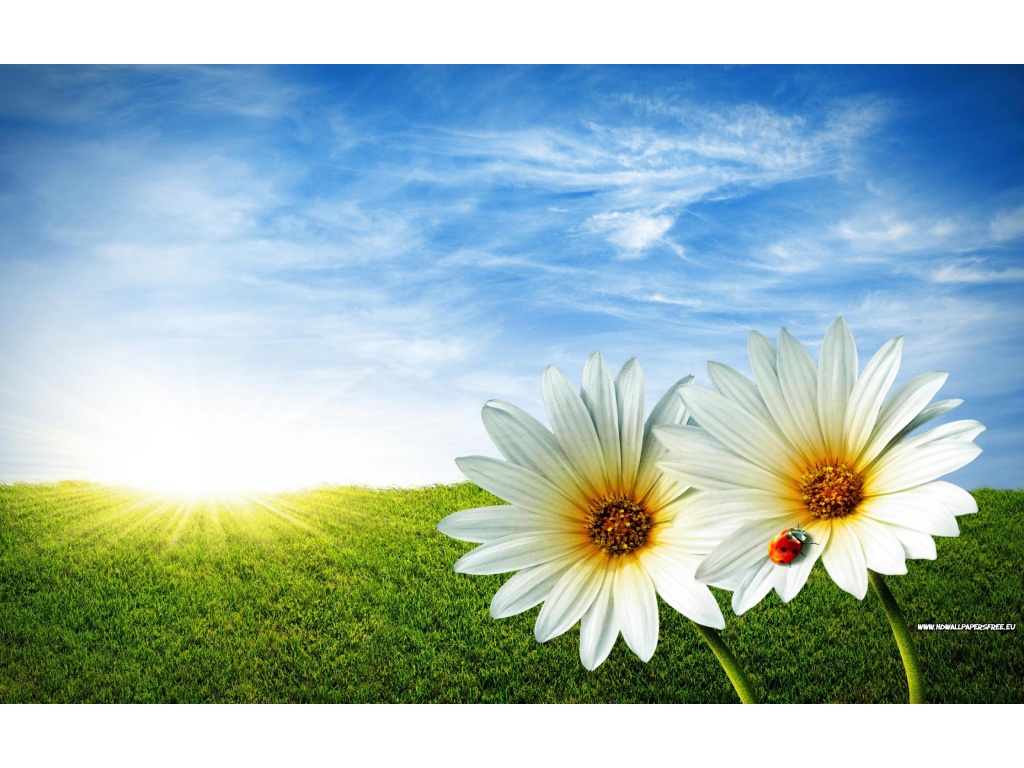 Daisies Spring Flowers Wallpaper in 1024x768 Resolution