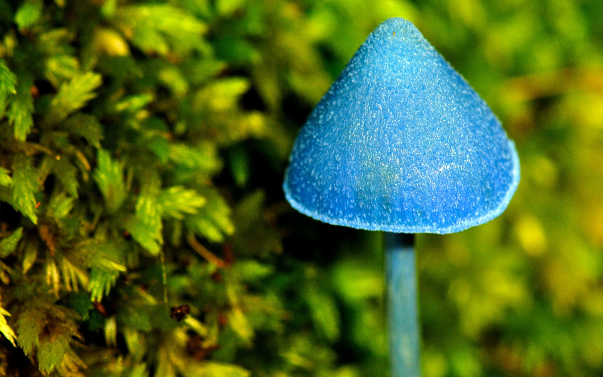 Blue Mushroom Wallpaper And Image Pictures Photos