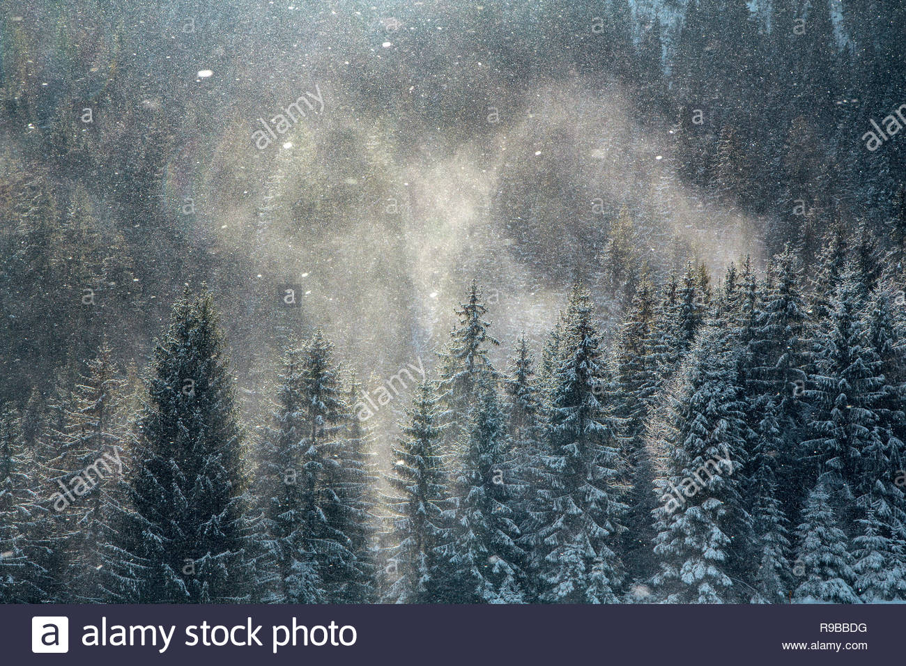 Magic Winter Background Snow Blizzard Over The Pine Forest Tops