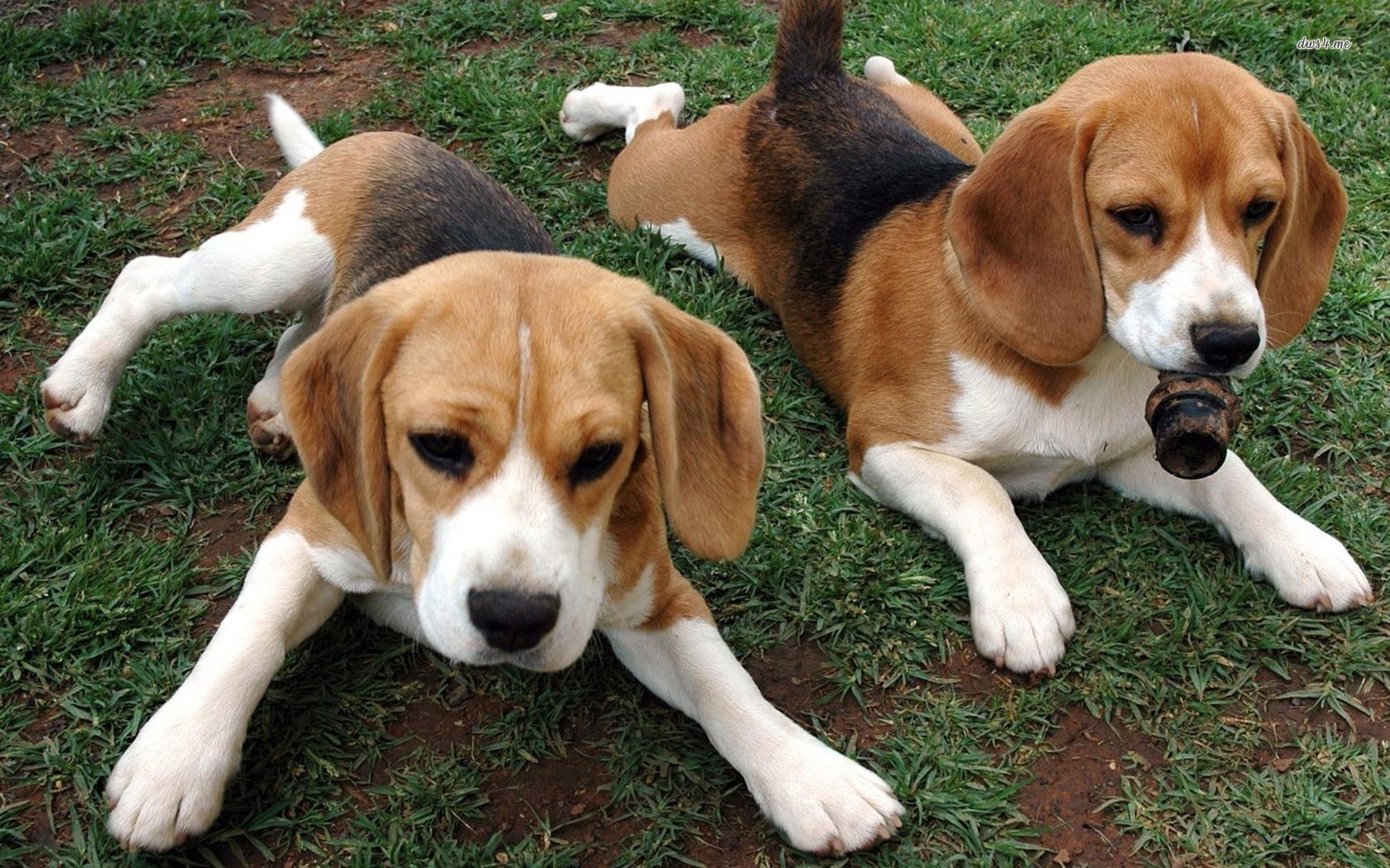 Beagle Puppies Wallpaper Animal