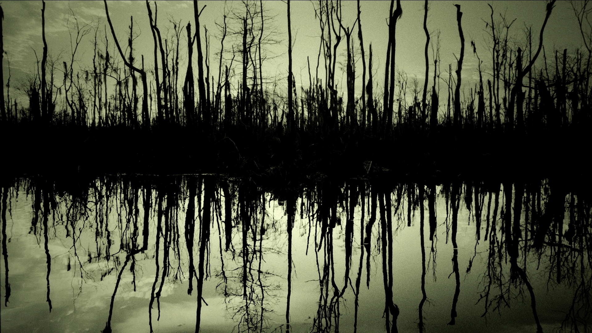 Wallpaper Swamp Trees Winter Background Image