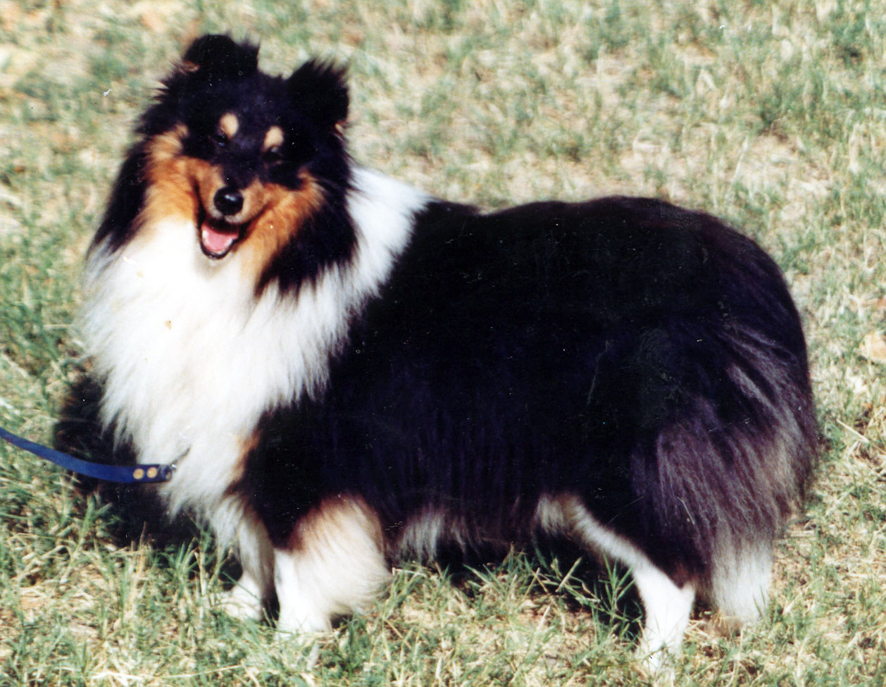 Shetland Sheepdog Dogs Photo And Wallpaper Beautiful M5x