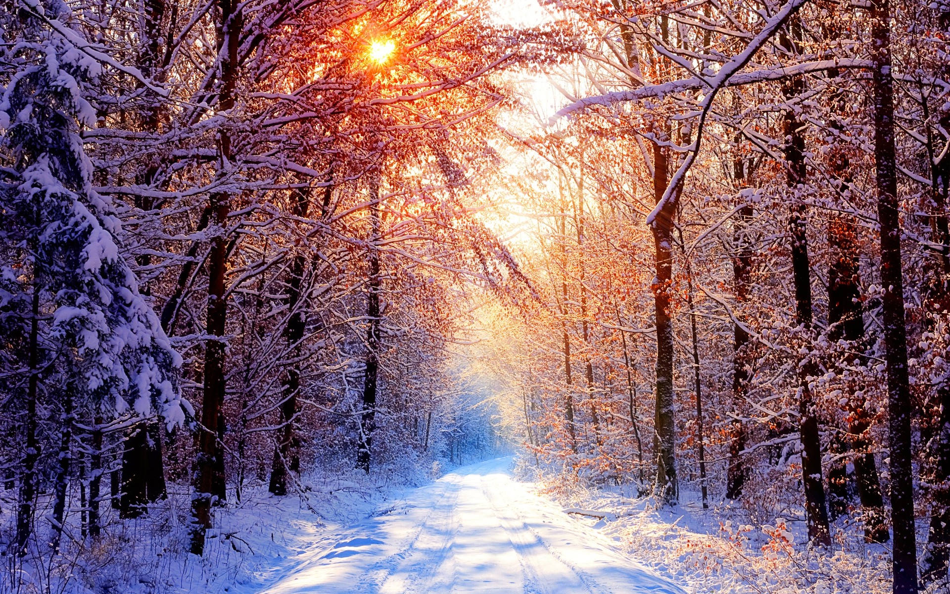 A snowy path winds through a winter forest, bathed in the warm glow of the setting sun