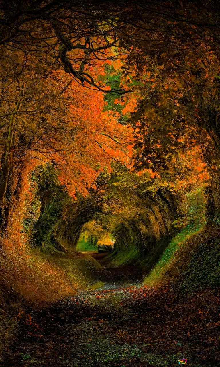 Autumn iPhone Plus With A Tree Tunnel Wallpaper