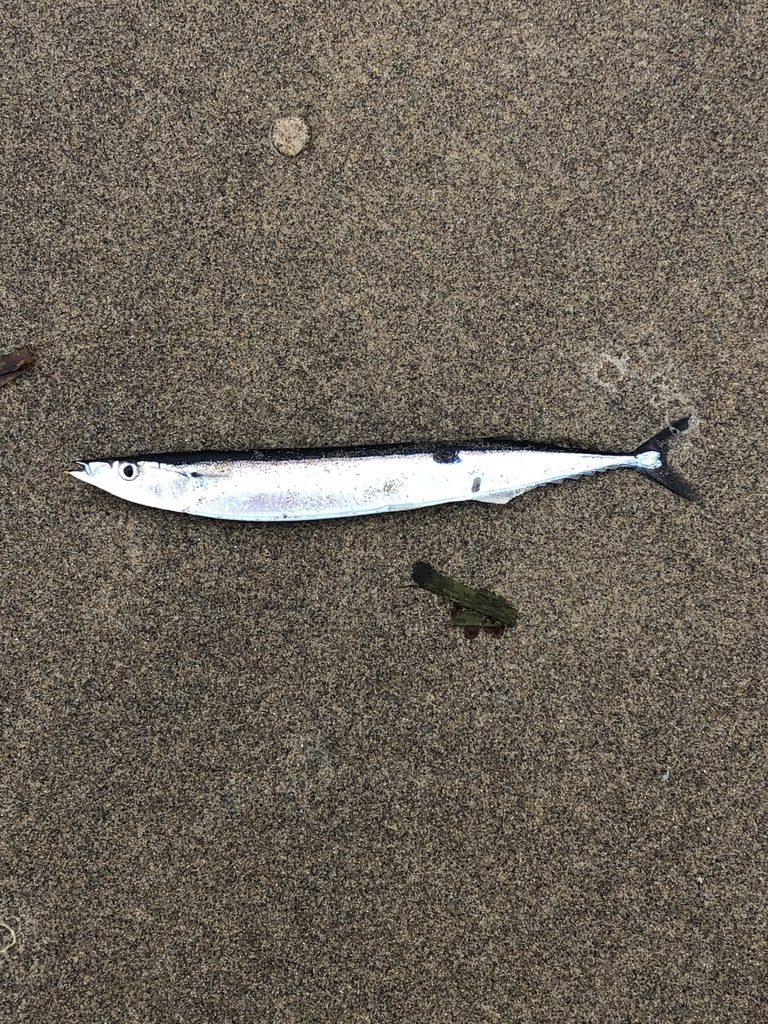 Pacific Saury From North Ocean Rockaway Beach Or Us On Wallpaper