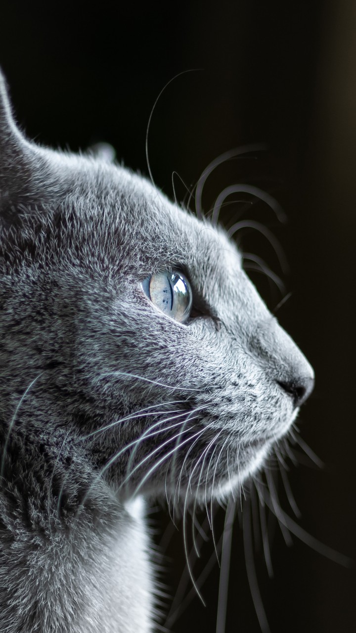 Wallpaper Cat Grey 4k Animals