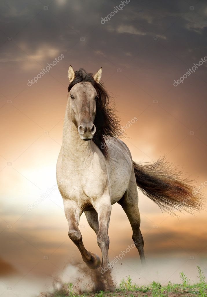 Wild Stallion Running In Sunset Stock Photo Affiliate