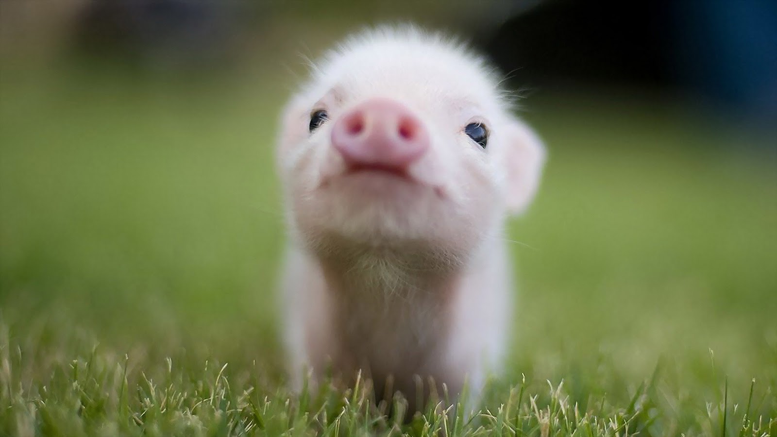 Cute Baby Teacup Pigs