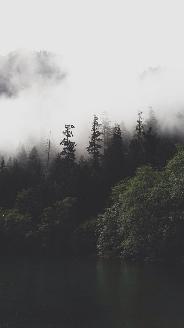Foggy Forest Wallpaper Trees In Nature