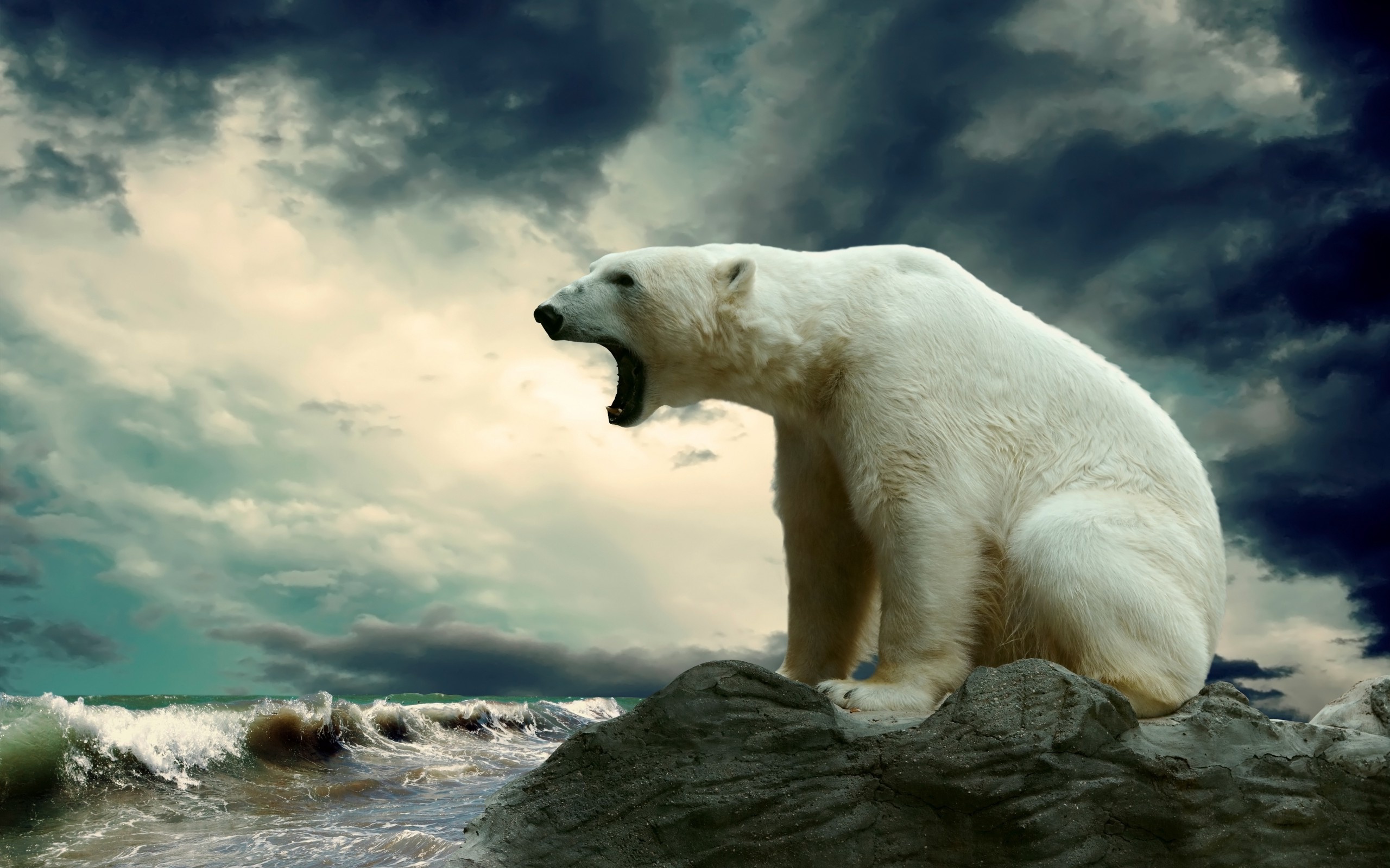 Amazing Polar Bear Wallpaper Pc High Resolution