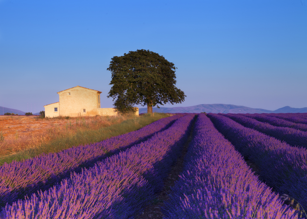 Late Afternoon In Lavender Field Provence France International