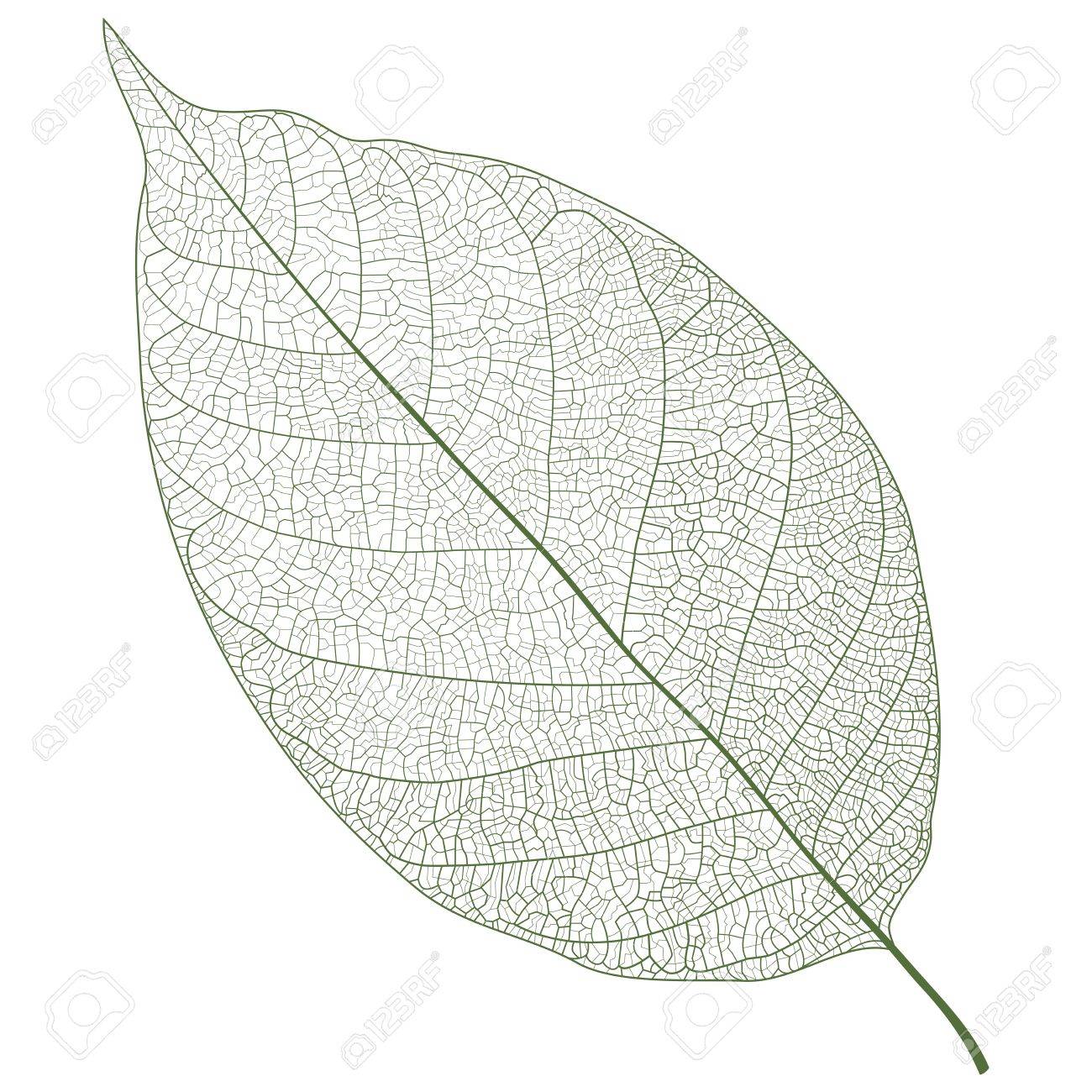 Vector Leaf Veins Closeup Pattern Background Simple Realistic