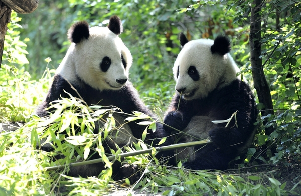 Panda Bears Wallpaper Desktop