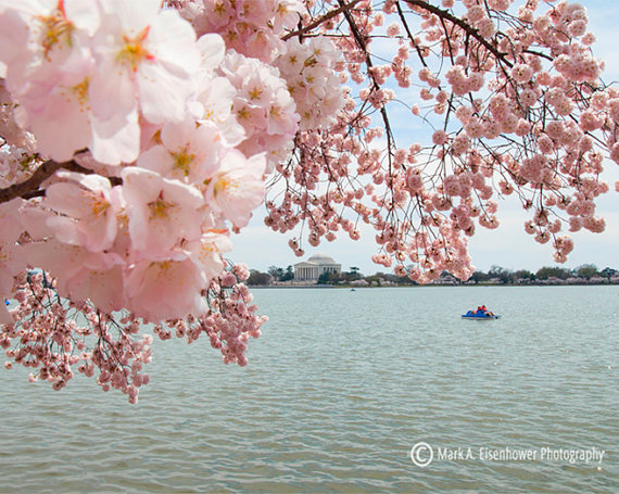 Cherry Blossom Photography Washington Dc Print