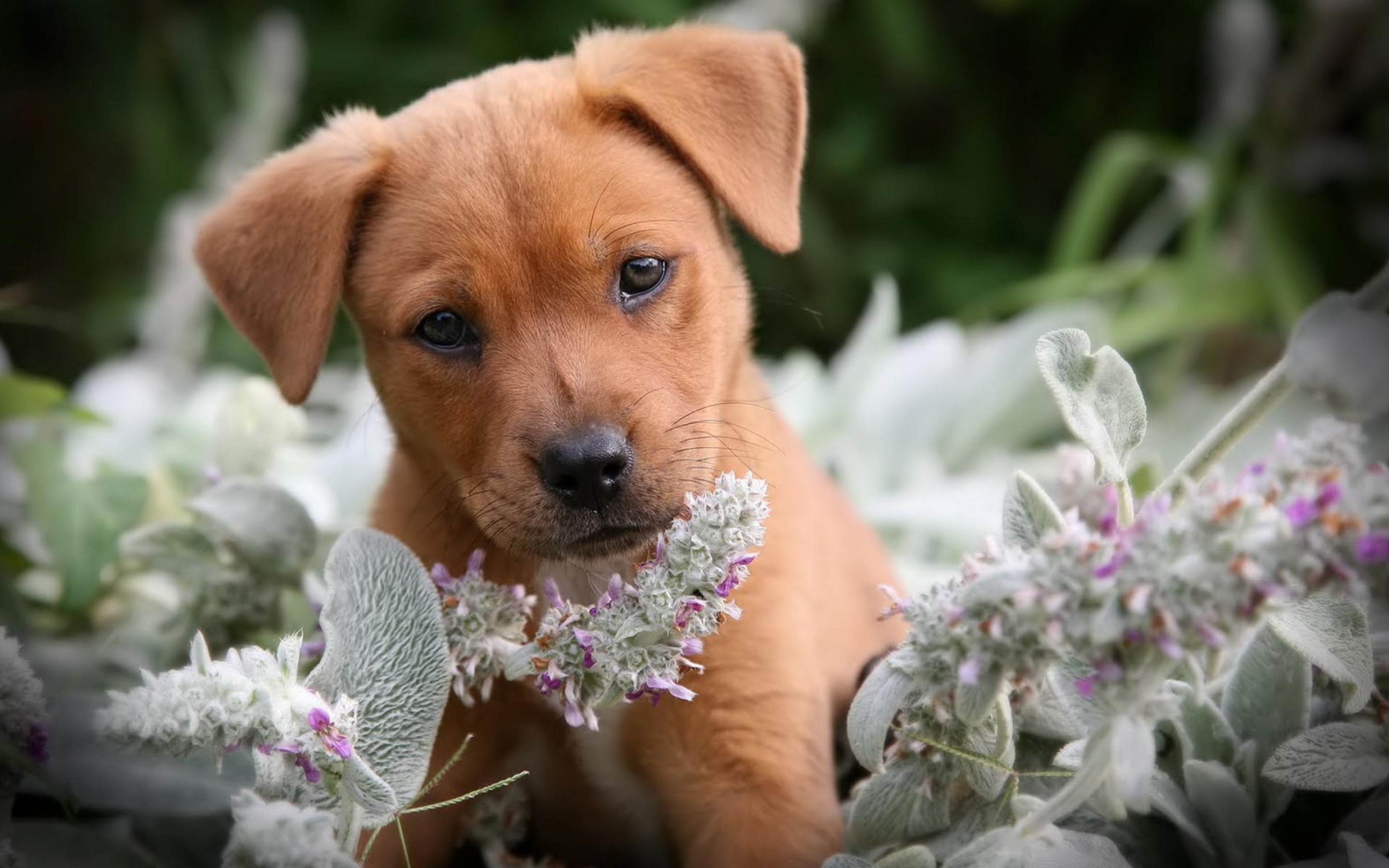 HD Cute Puppy Background Wallpaper