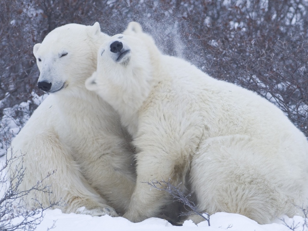 Cute Polar Bears Source Wallpaper Ge