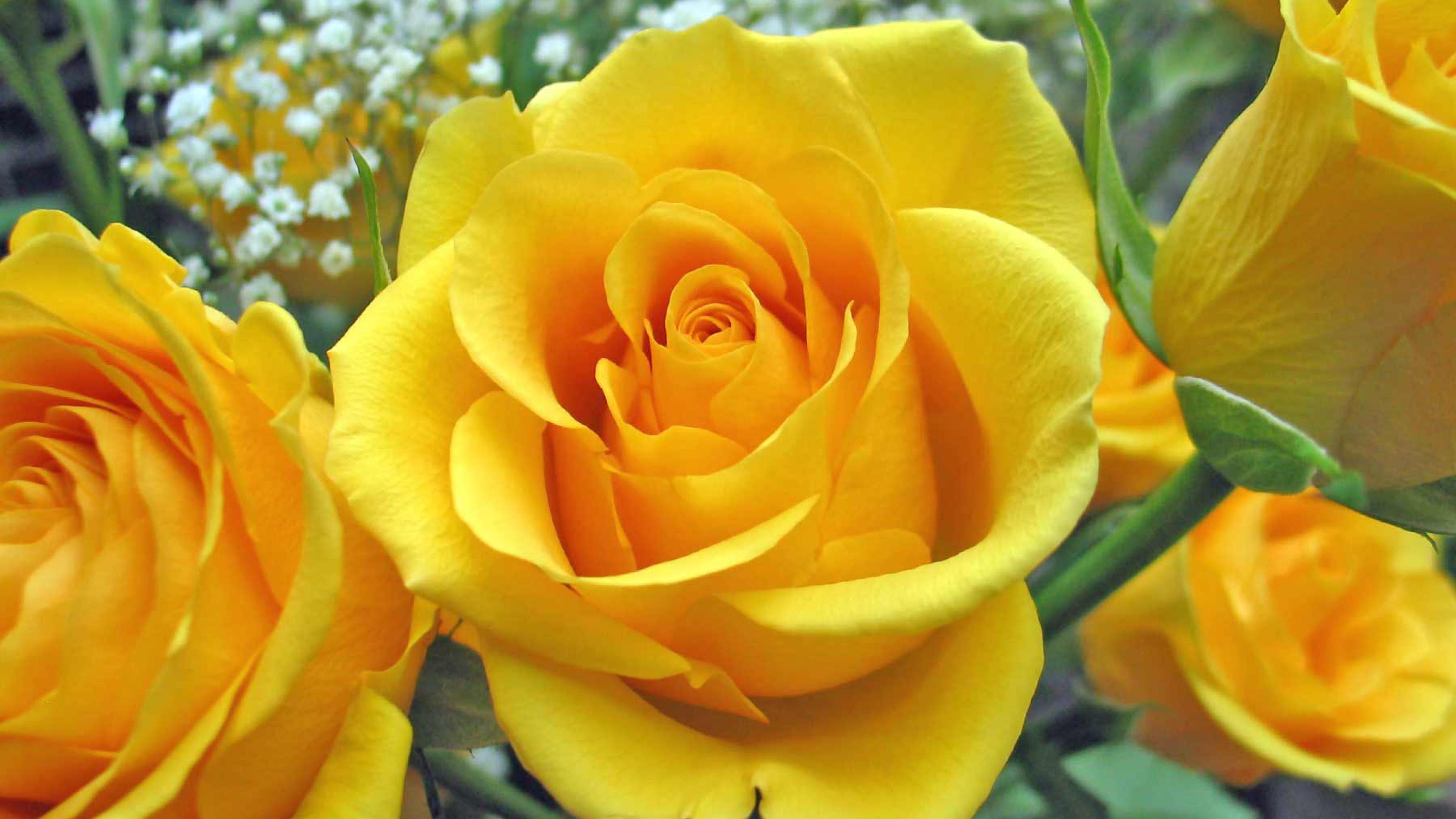 Close Up Flowers Roses Yellow Rose Ultra Or Dual High Definition