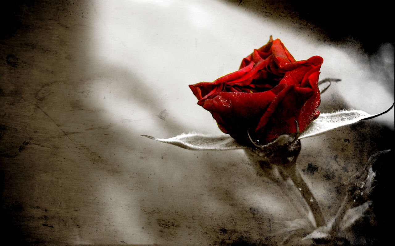 Rose Wallpaper For Gothic Emo Scene People Photo