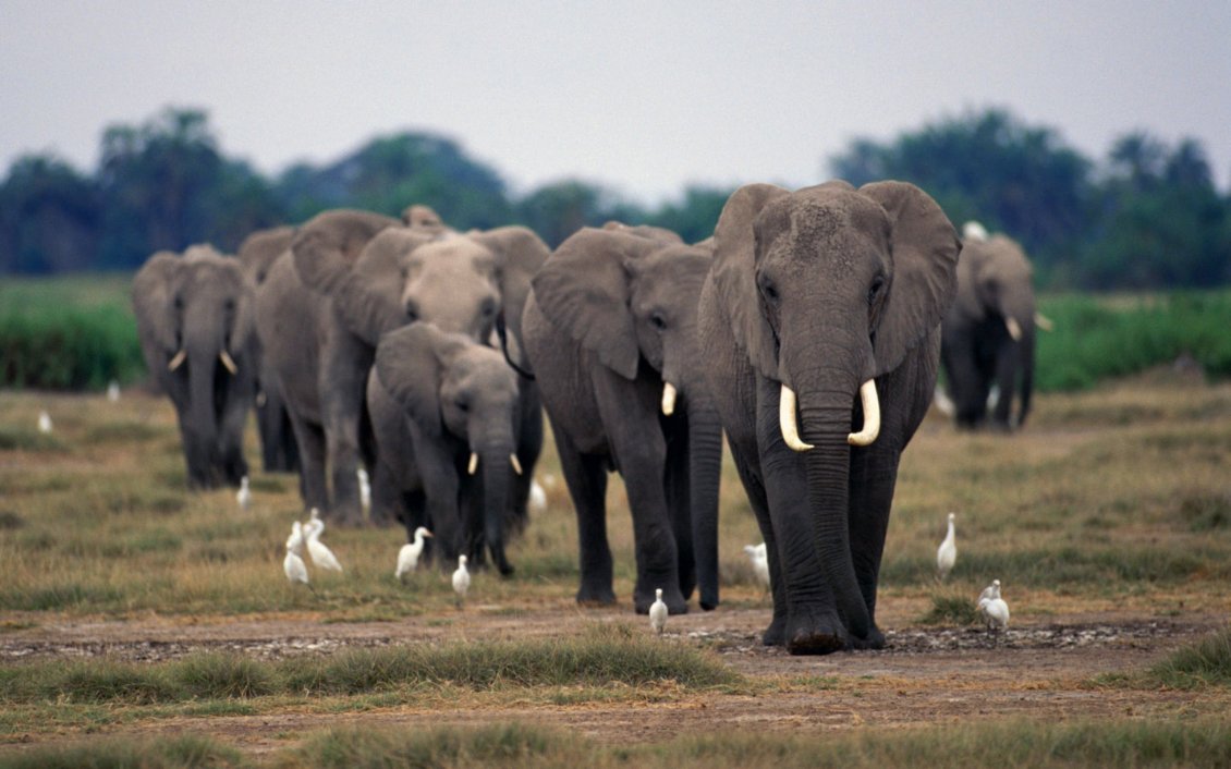 A Herd Of Elephants On The Field And White Birds