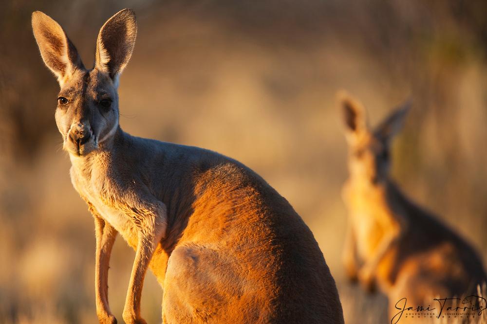 Portrait Of Red Kangaroo With Out Focus In Background