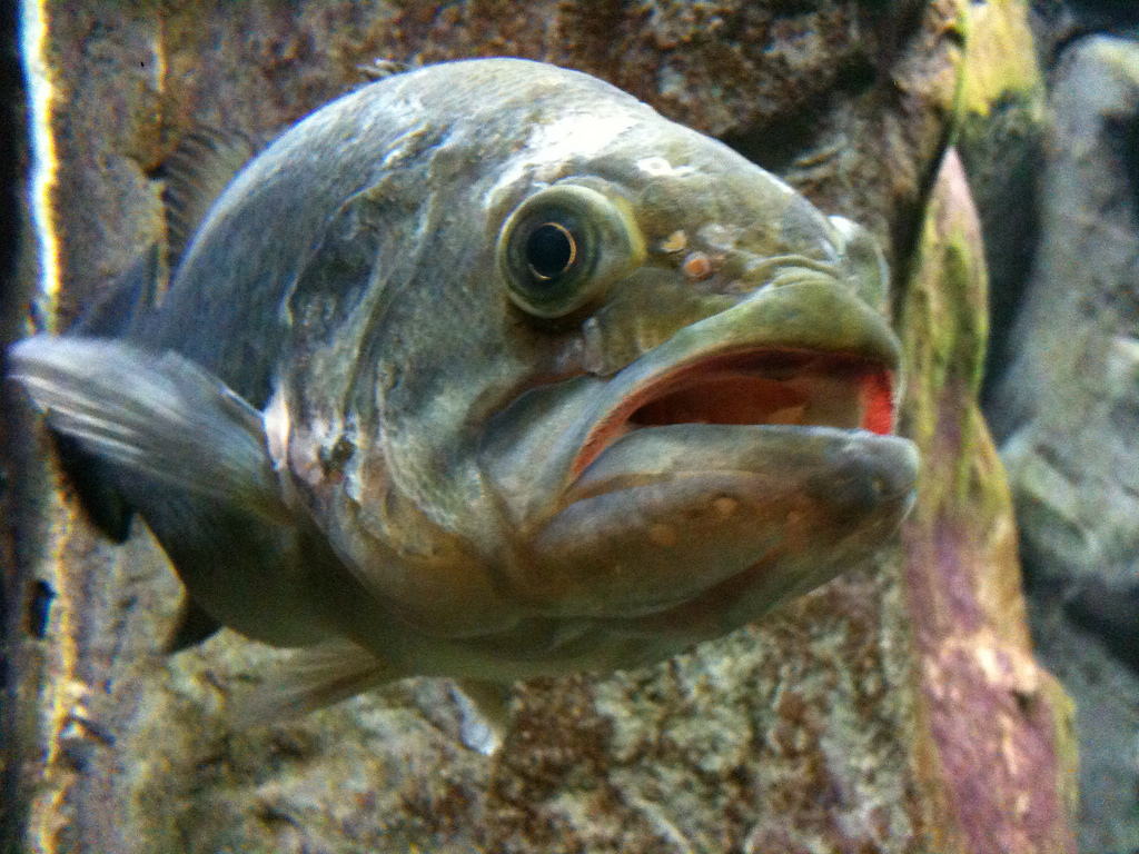 The Most Ugly Fishes In World Photographs Only Funny And Cute