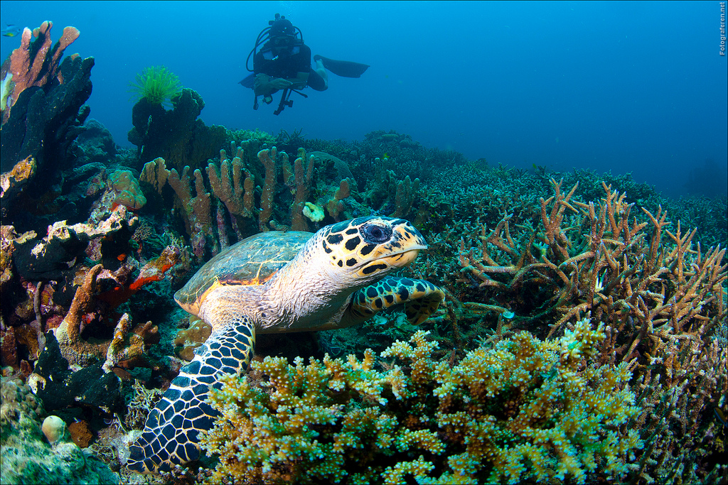 Scuba Diving Wallpaper High Resolution Turtle while scuba diving