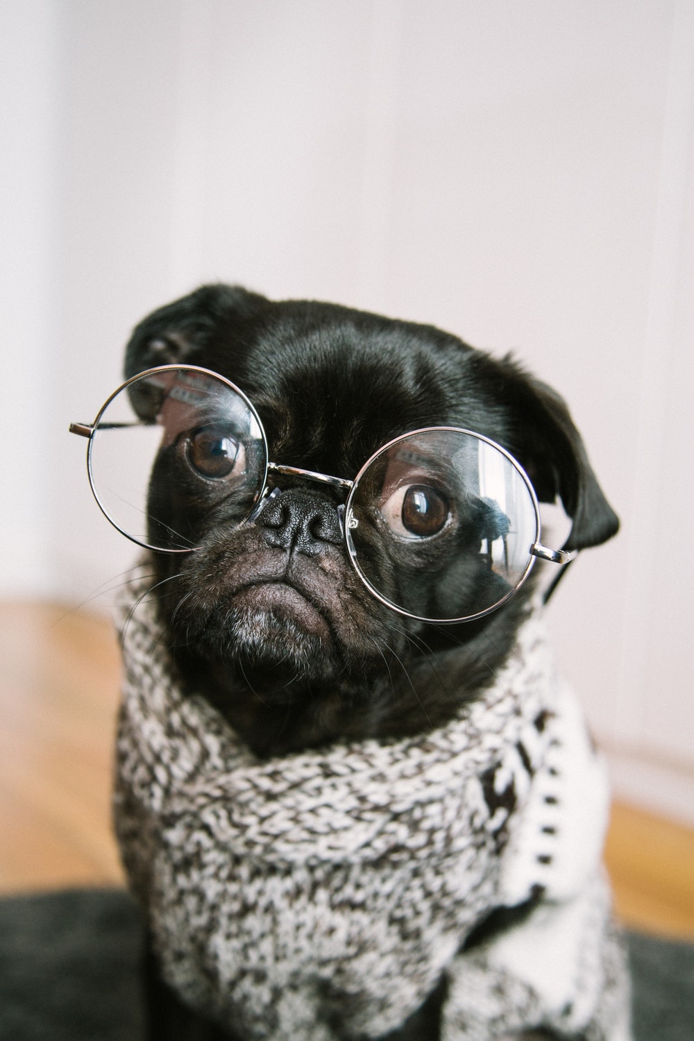 Pug Pictures Image