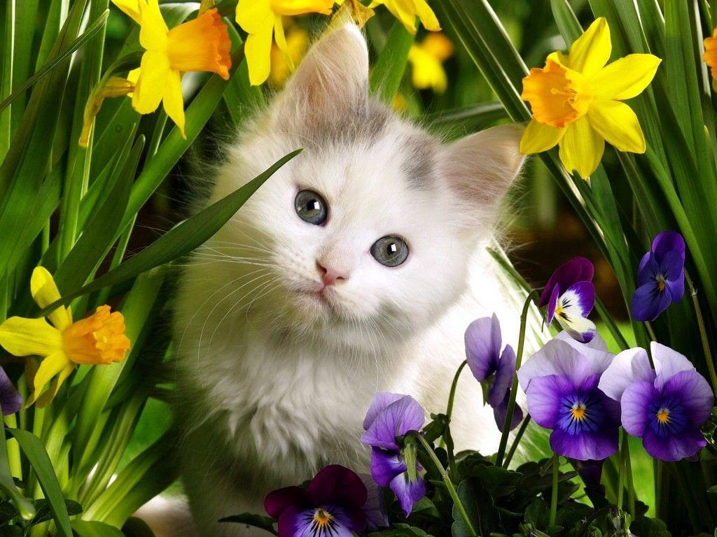 Cute Baby Animals Wallpapers