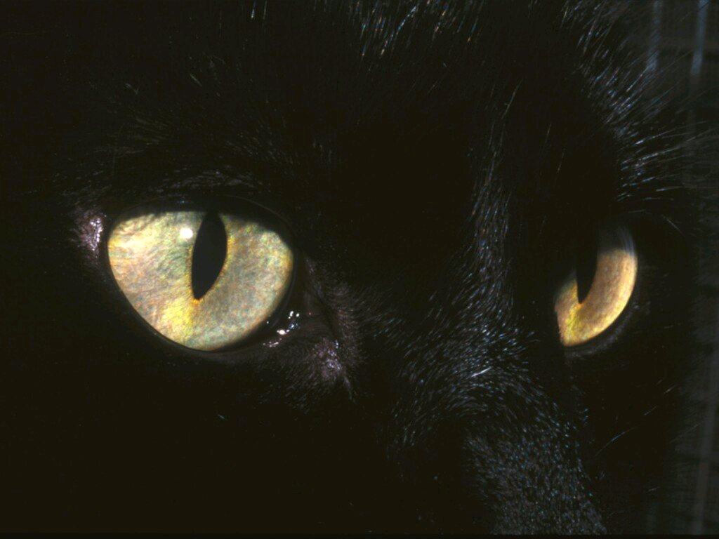 Wallpaper Pc Puter Mystic Cat Eyes