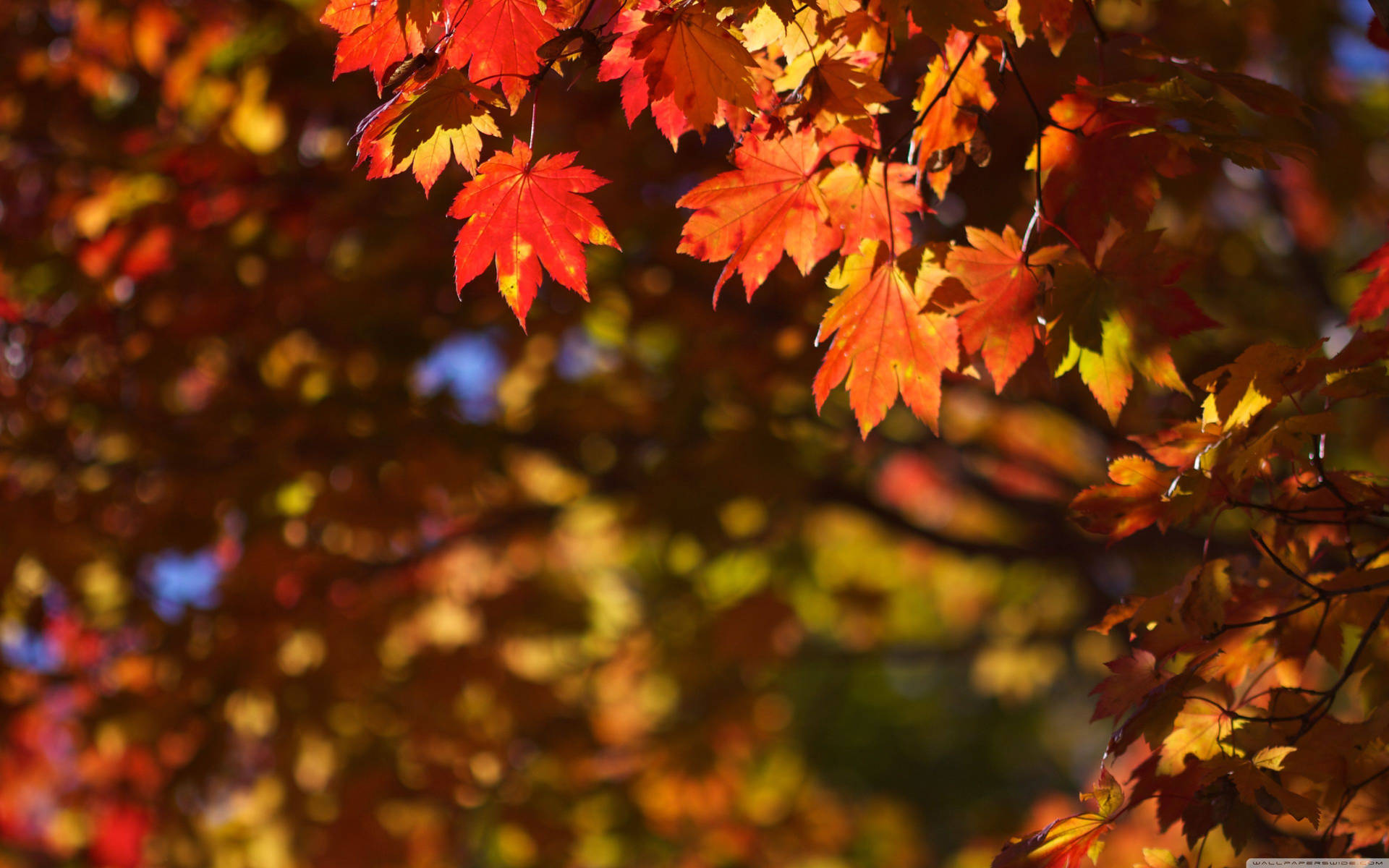 October Wallpaper