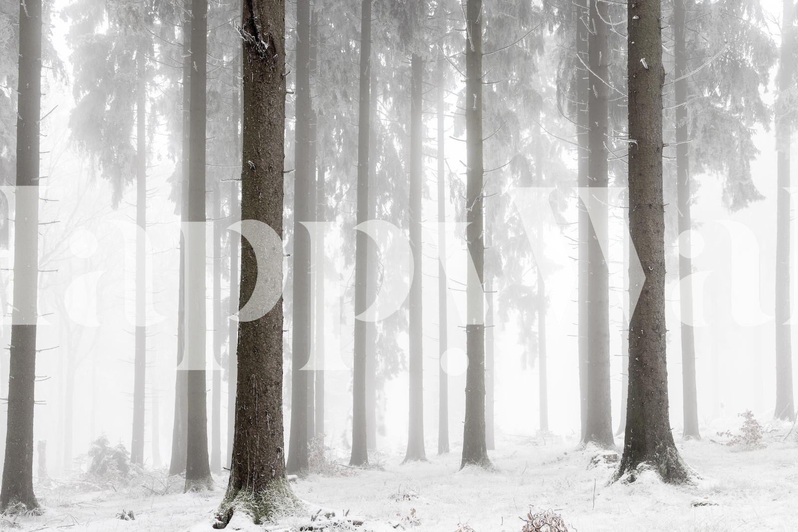Winter Forest Wallpaper