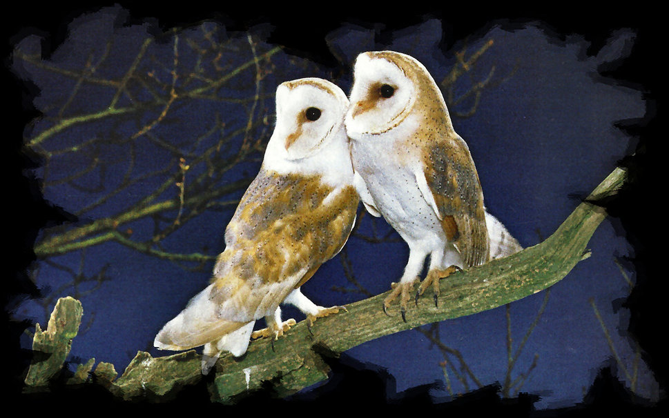 Baby Barn Owl Desktop Wallpaper