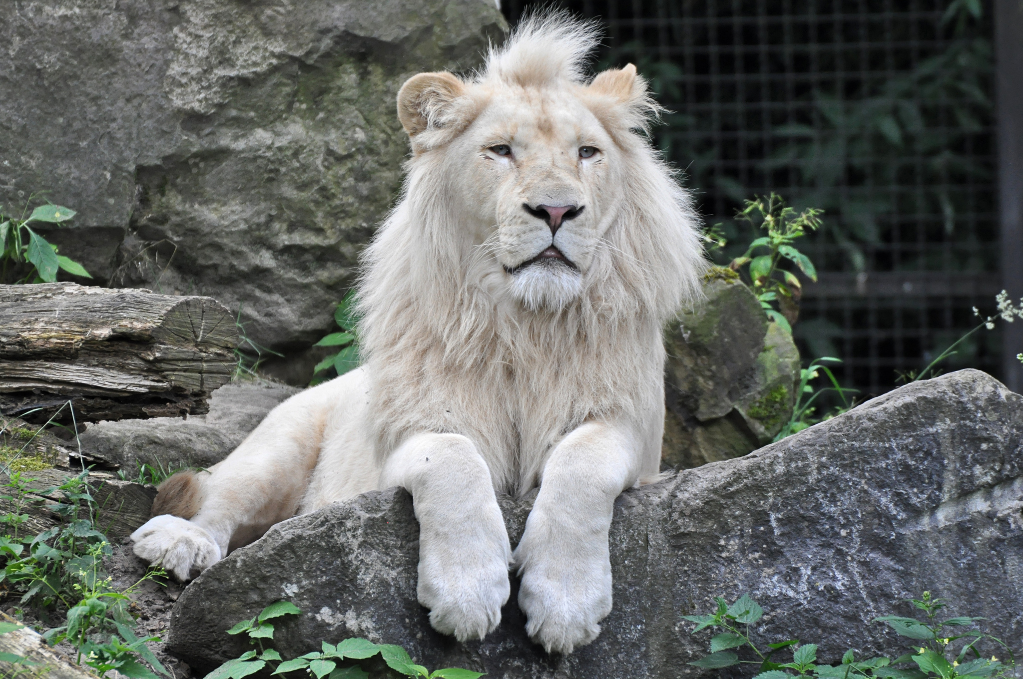Majestic White Lion Resting on a Rock