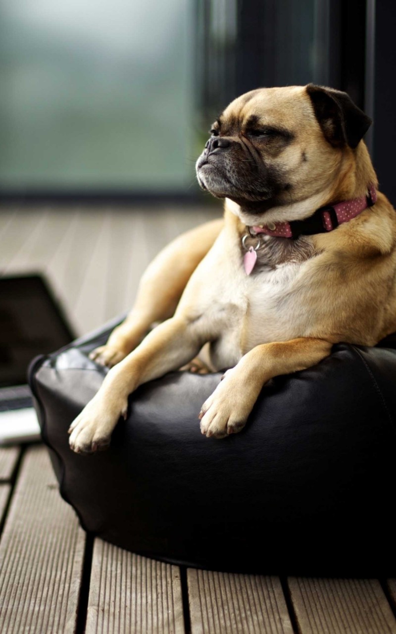 Free download Pug HD wallpaper for Kindle Fire HD