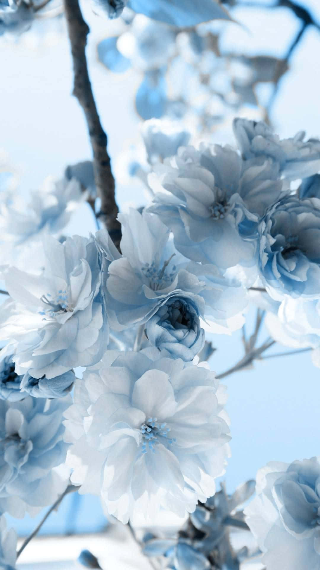 Flowers Aesthetic Wallpaper