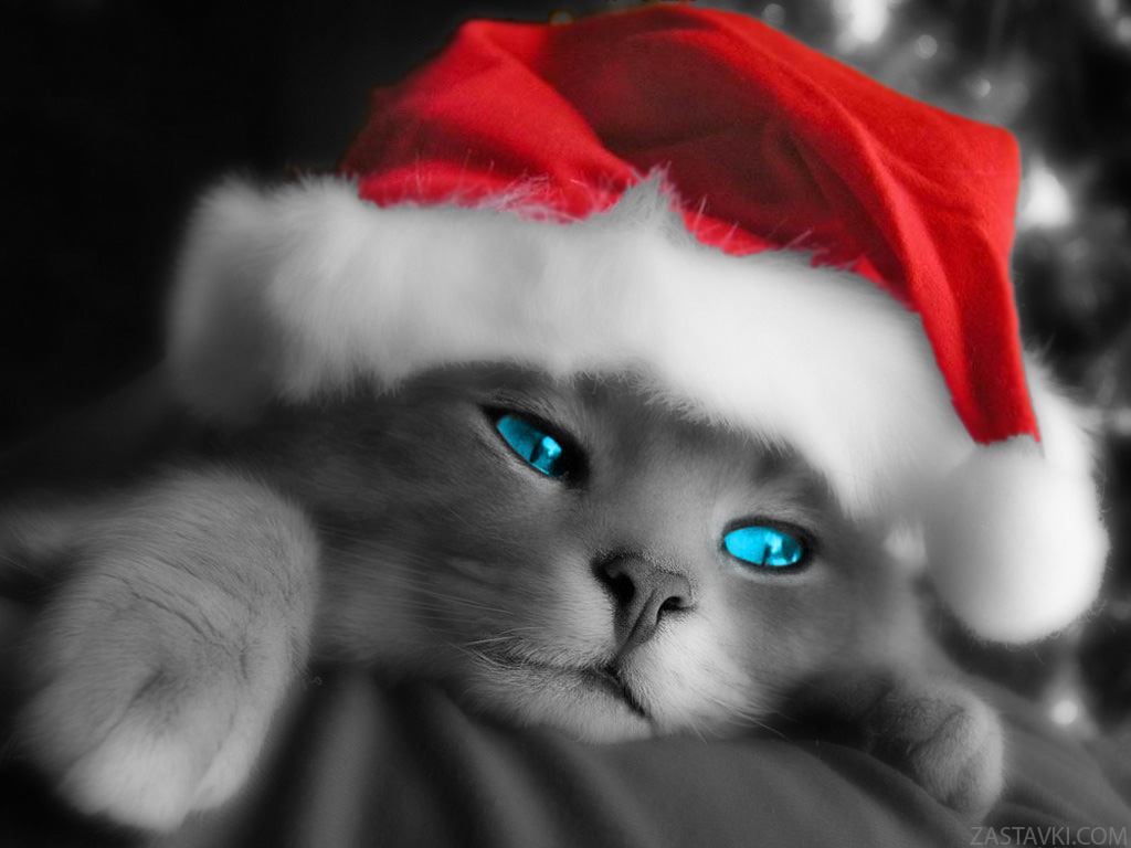 New Year Wallpaper Santa Cat Pixel Animal HD