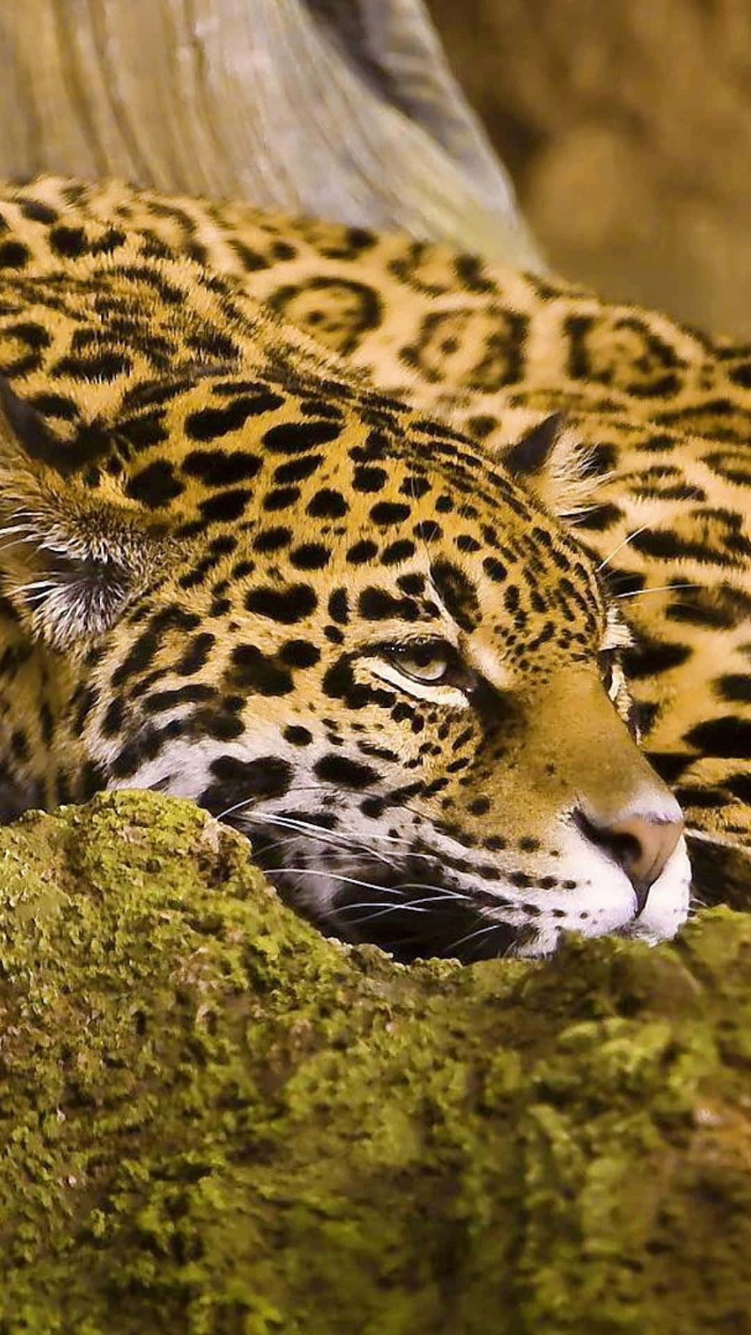 Animals iPhone Wallpaper