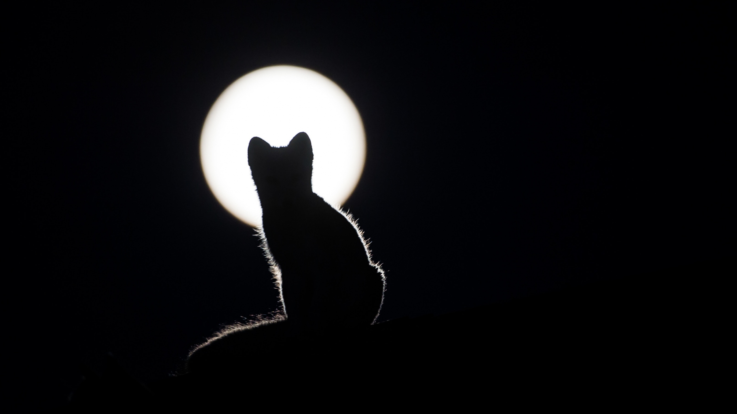 Wallpaper of Cat Silhouettes Kitten Moon background HD image