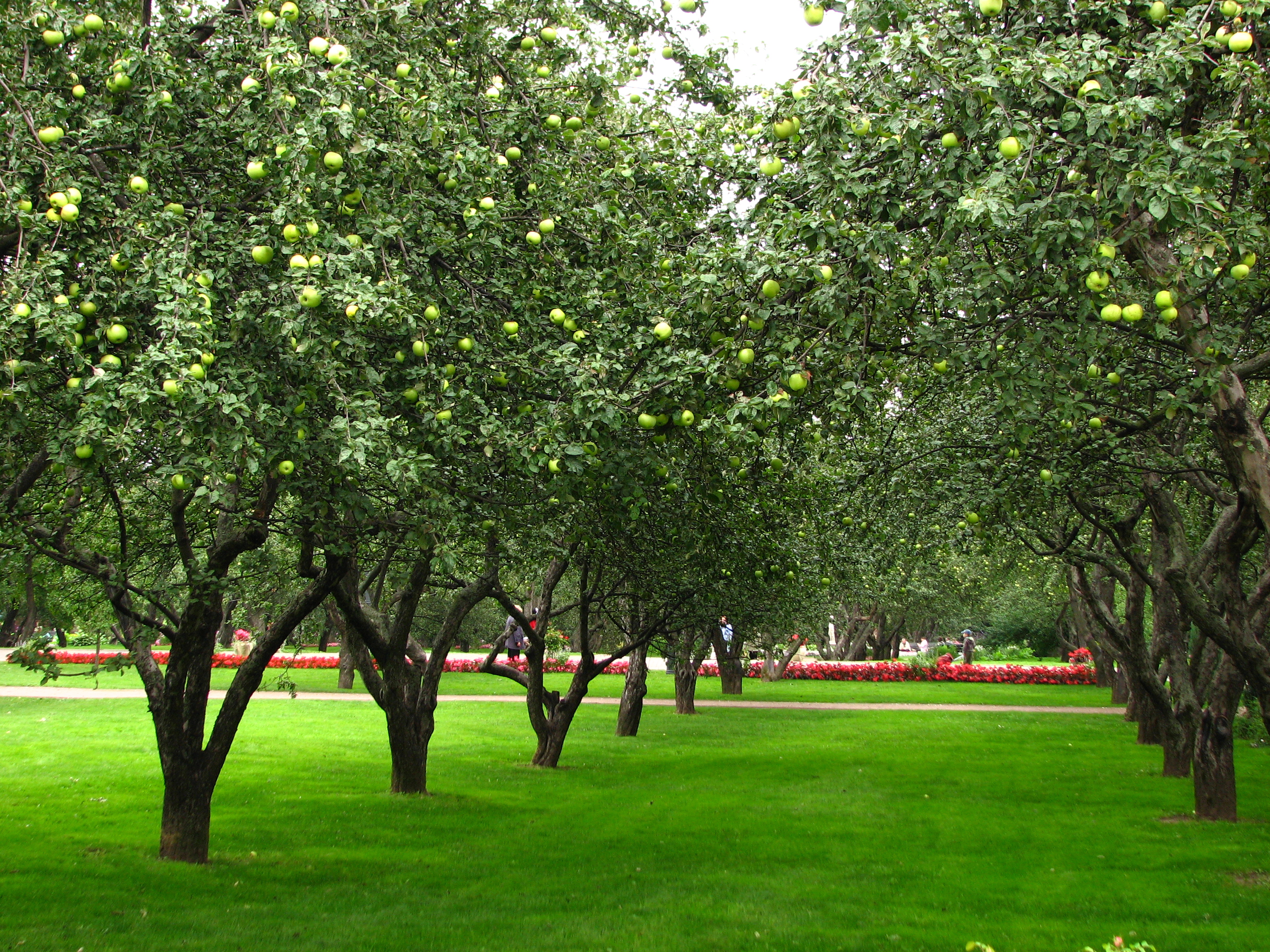 Apple Orchard Wallpaper Orchards