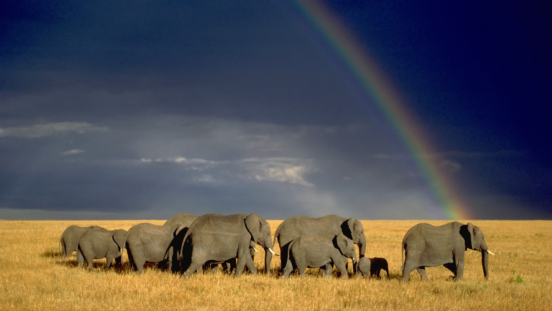 Wallpaper Wildlife Rainbows Elephants Africa Kenya