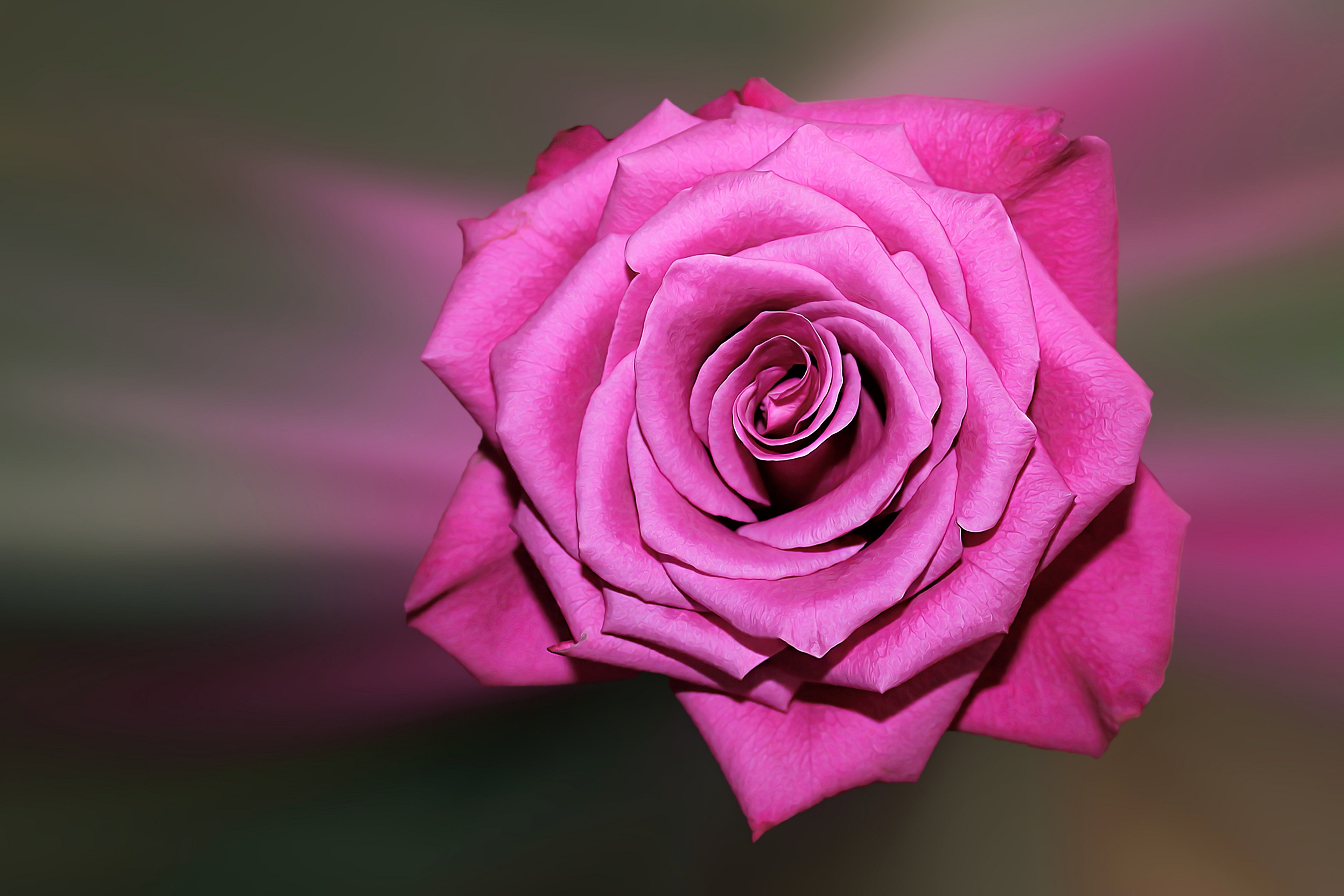 Purple Rose Wallpaper 4k