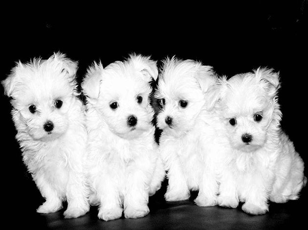Maltese Dog Puppies Pictures Wallpaper