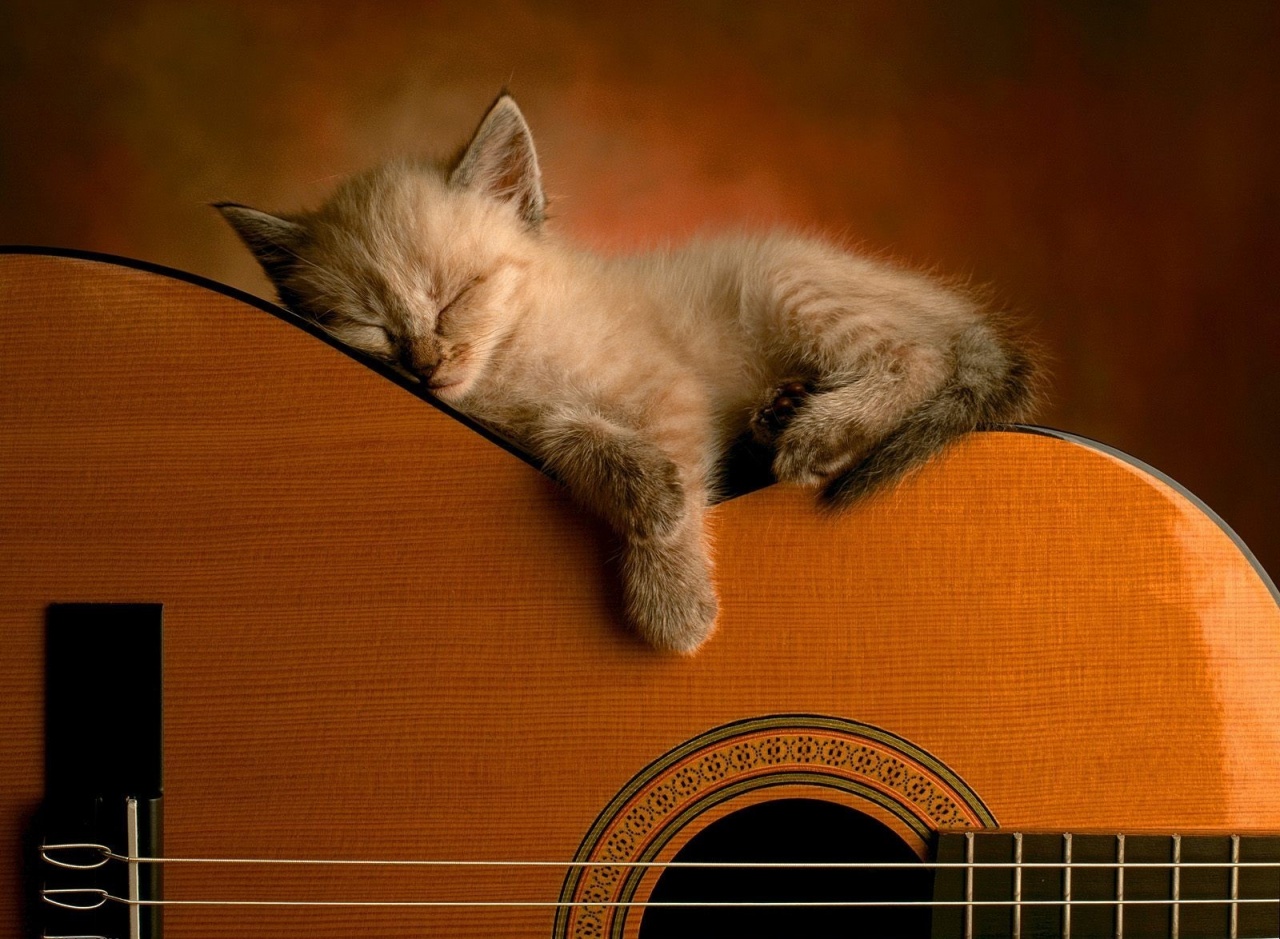 Cute Cat Playing Guitar Wallpaper PC 96 Wallpaper Wallpaper Screen