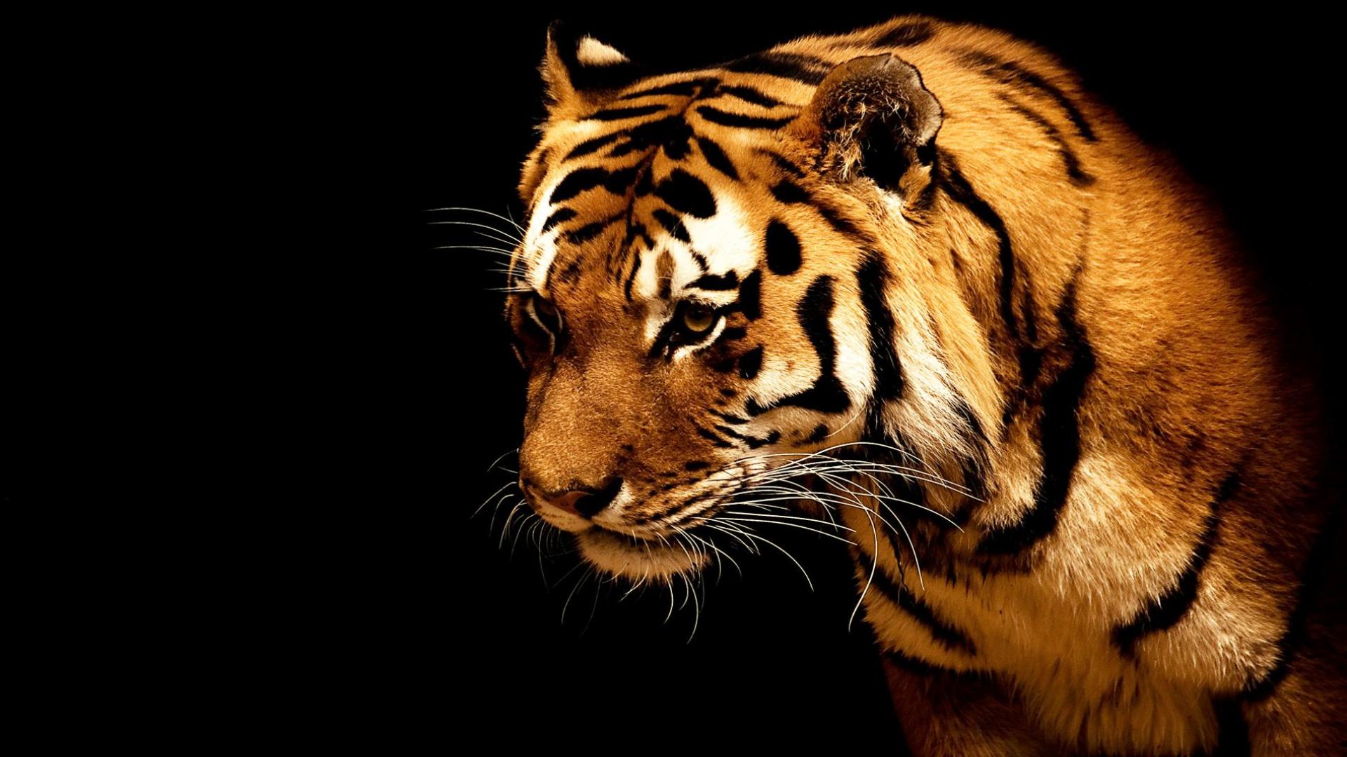 Tiger Wallpaper Hq