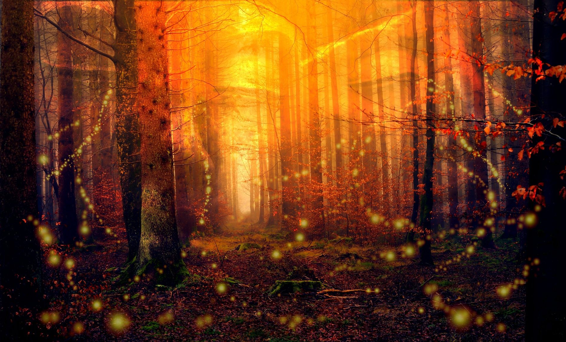 Awesome Fireflies Wallpaper In Forest Bosque En Penumbra