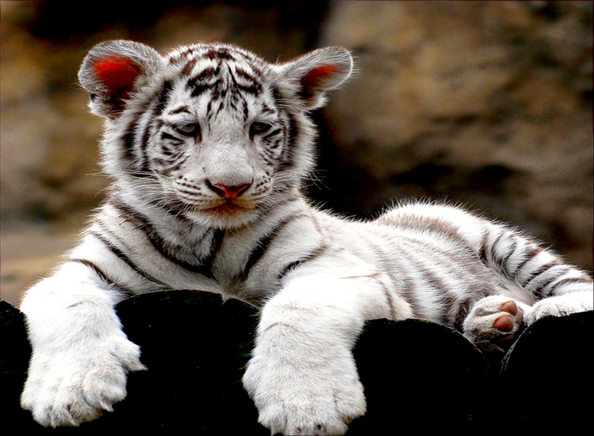 White Tiger Cubs Wallpaper Amazing Wallpapers 1203x883