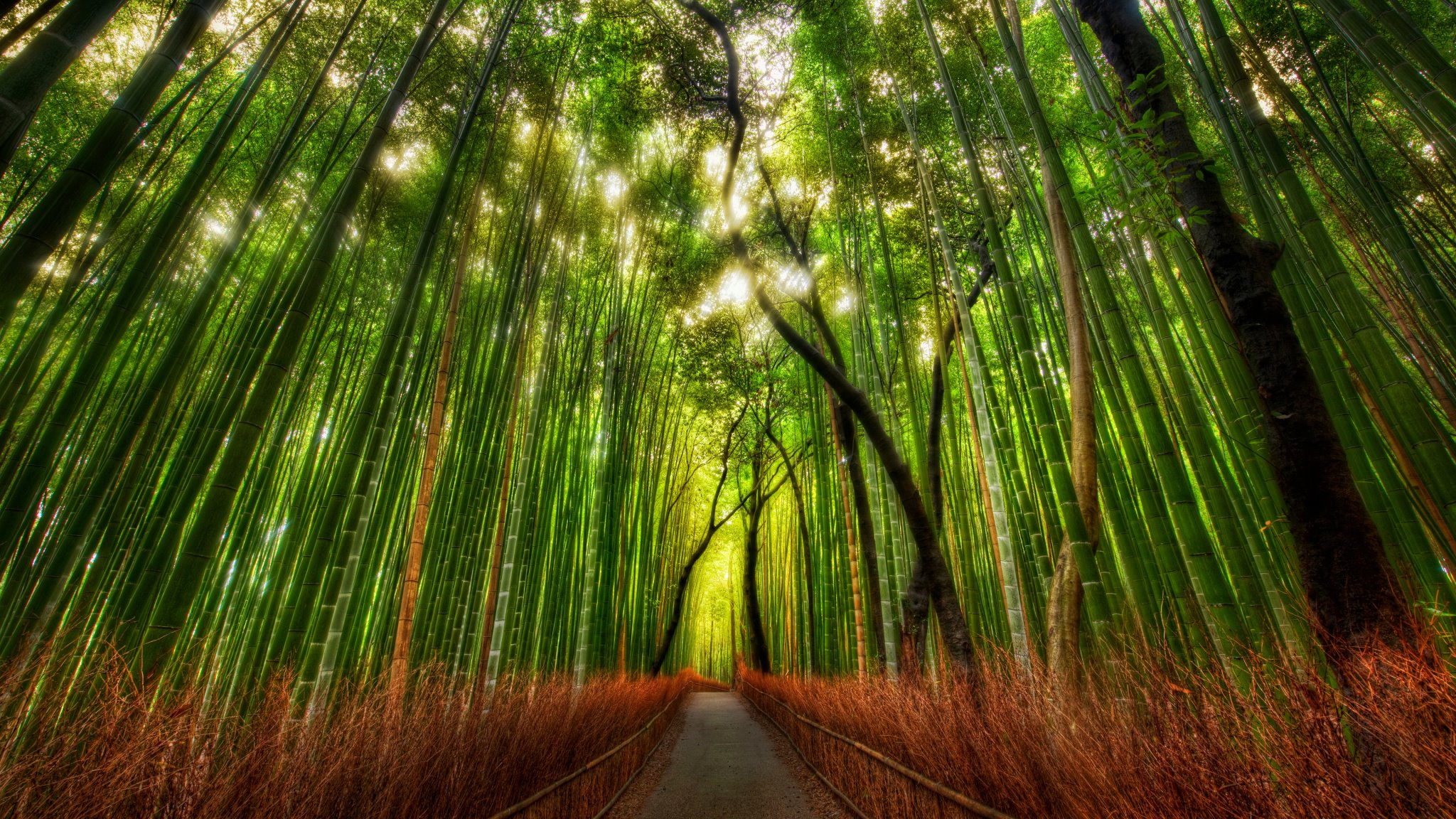 Bamboo Forest Kyoto Japan Desktop Wallpaper HD For Mobile iPhone Pc